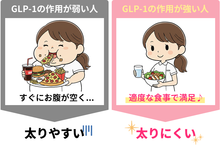 GLP-1の仕組みイメージ